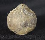 Araxathyris protea ABICH 1878 - Bild &copy; FossNet FossilienStore